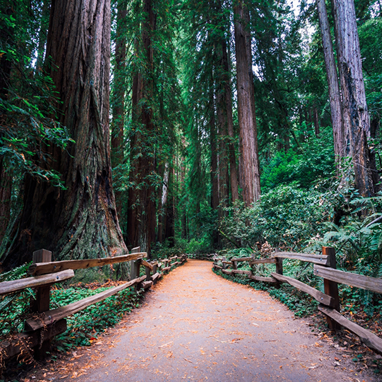 Hiking trail in forest